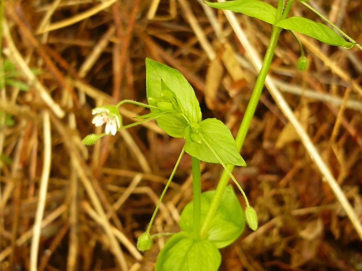 Stellaria neglecta var. neglecta (Caryophyllaceae)